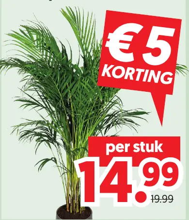 Areca Palm