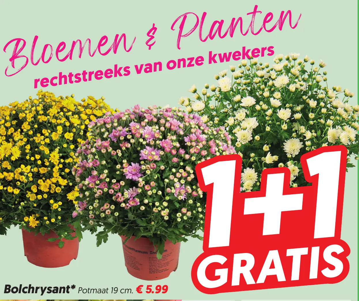 Bolchrysant