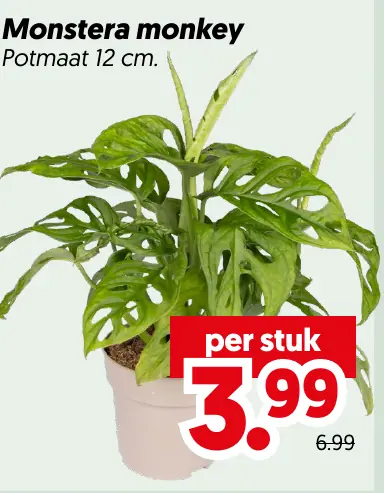 Monstera monkey