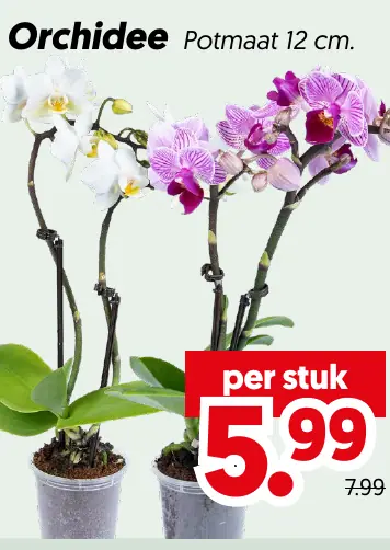 Orchidee