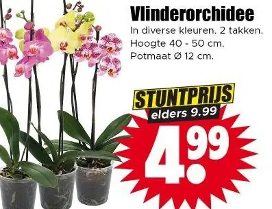 Vlinderorchidee