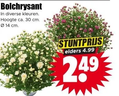 Bolchrysant