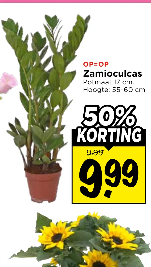 zamioculcas