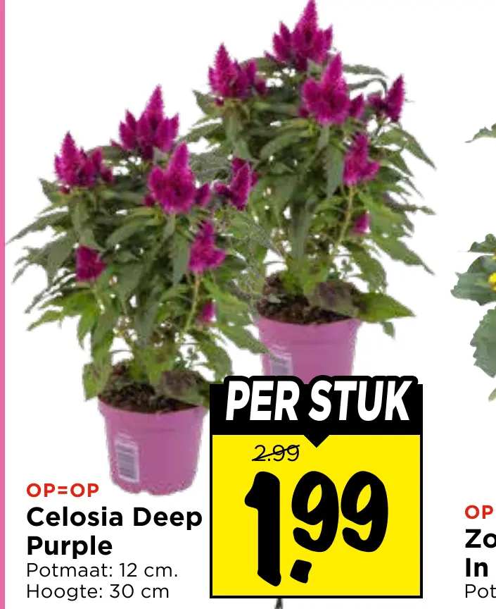 celosia deep purple