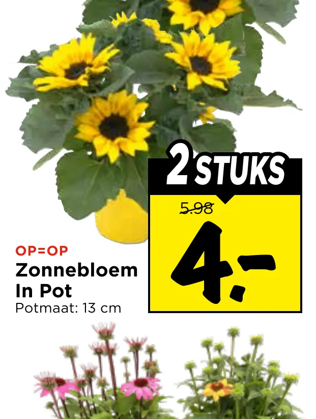 zonnebloem in pot