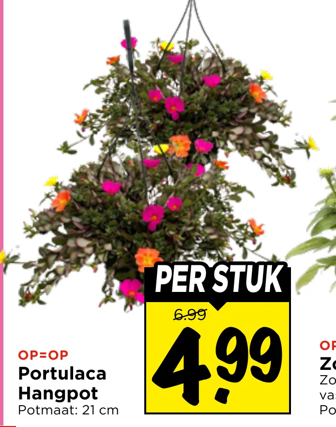 portulaca hangpot
