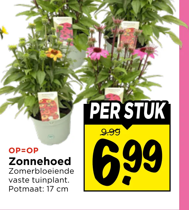 zonnehoed