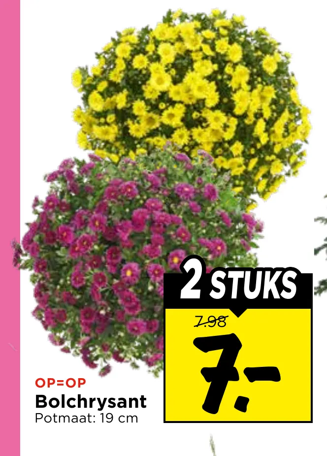 bolchrysant