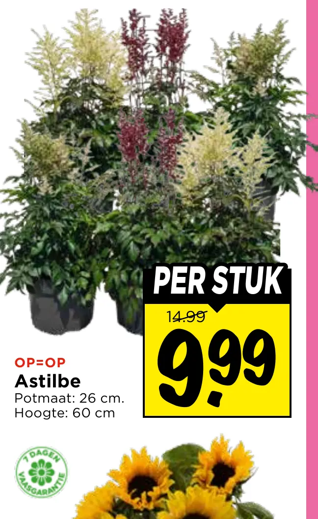 astilbe
