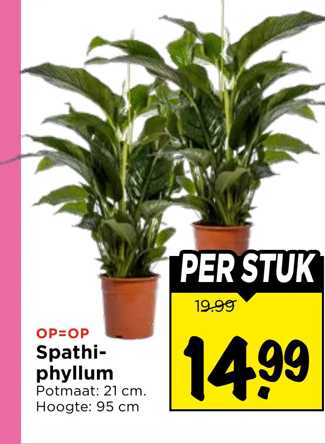 spathiphyllum
