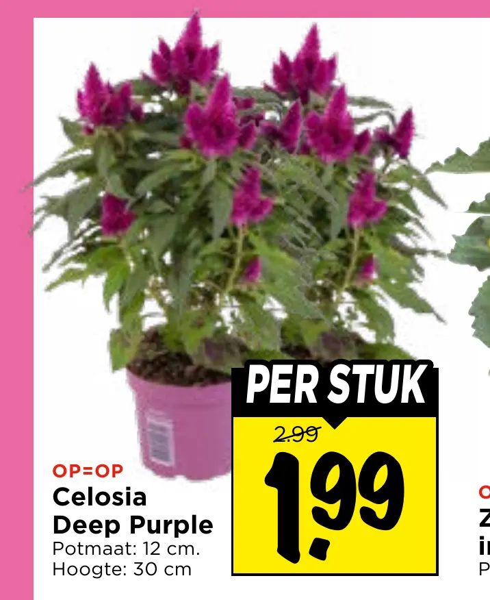 celosia deep purple