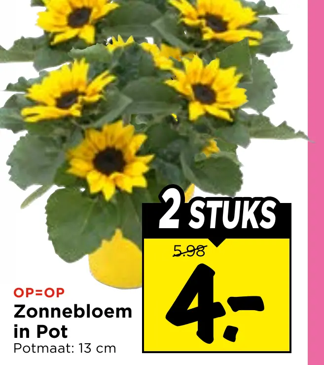 zonnebloem in pot