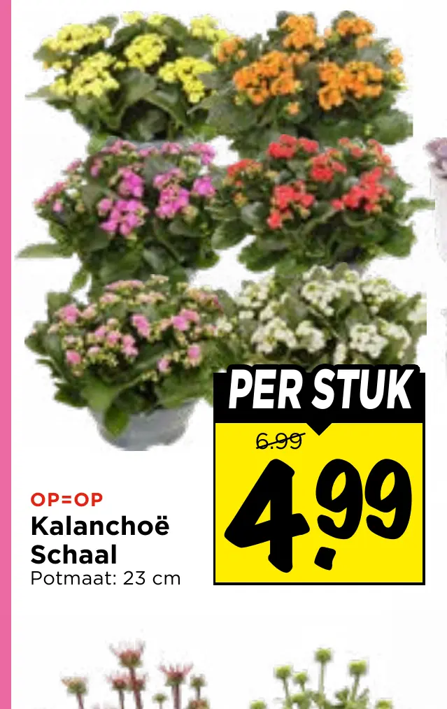 kalanchoë schaal