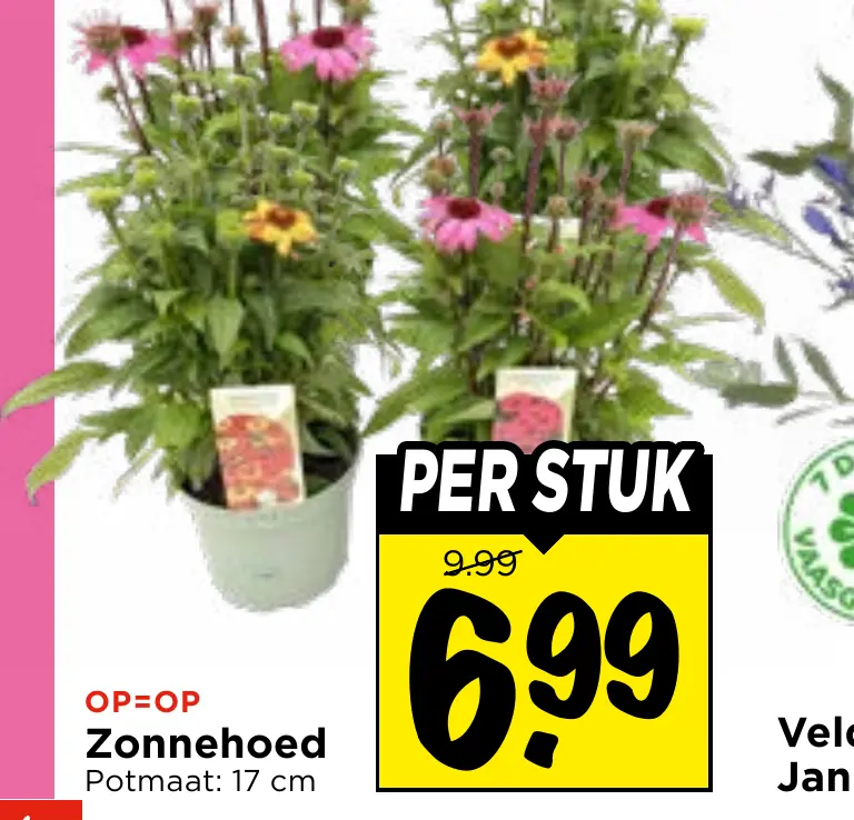 zonnehoed