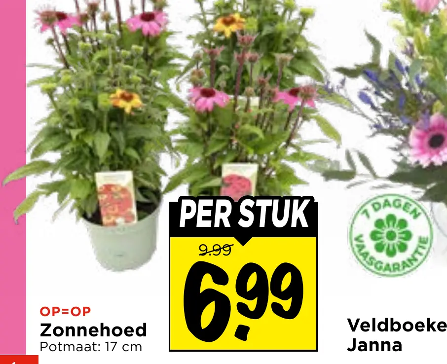 veldboeket janna
