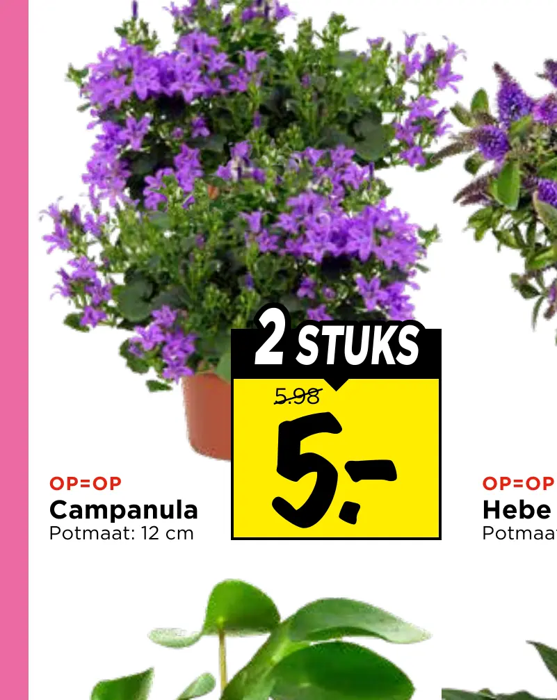 campanula