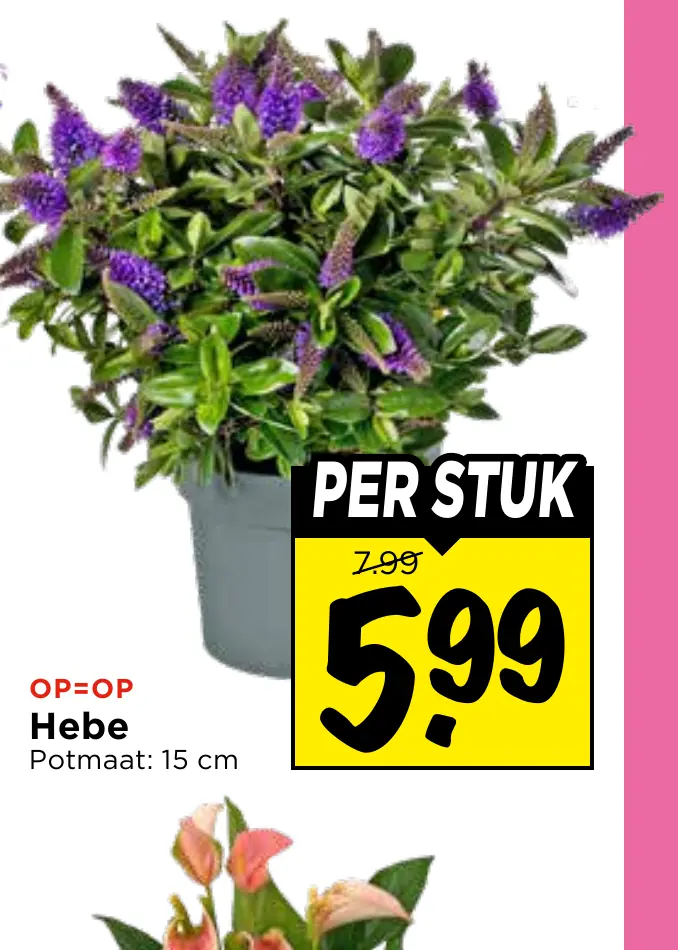 hebe