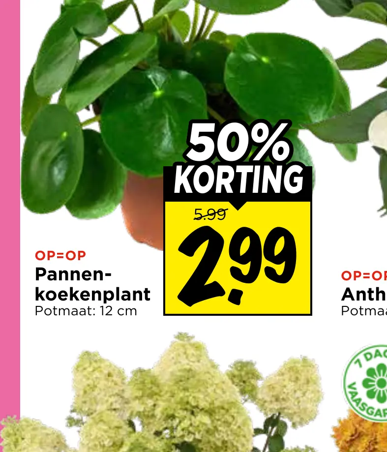 pannenkoekplant