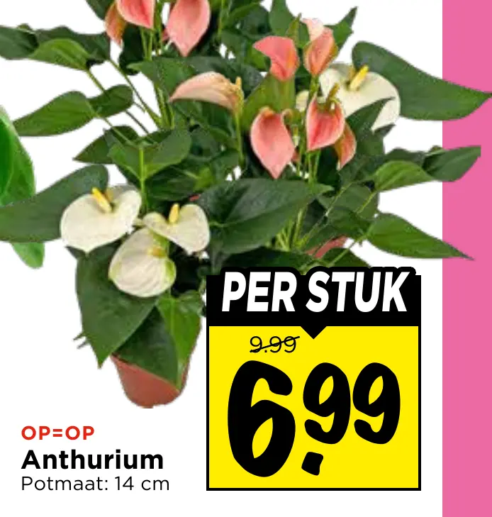 anthurium