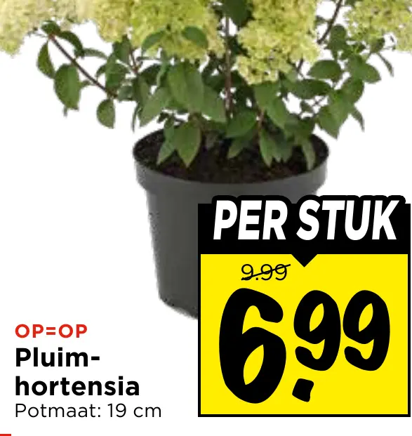 pluimhortensia