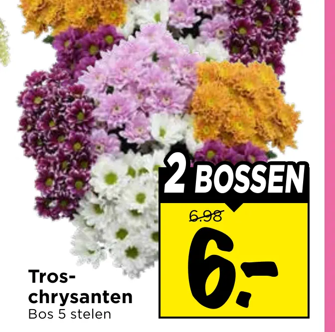 troschrysanten