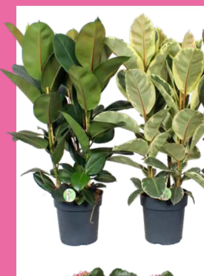 ficus mix