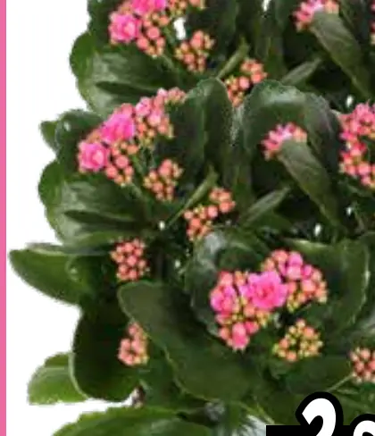 kalanchoë