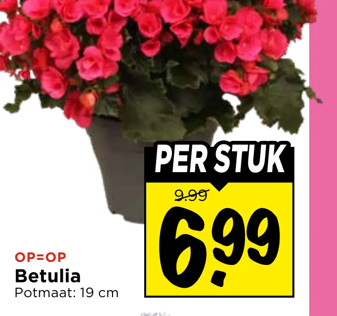 betulia