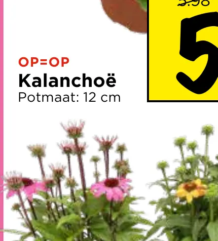 zonnehoed