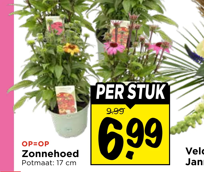 veldboeket janna