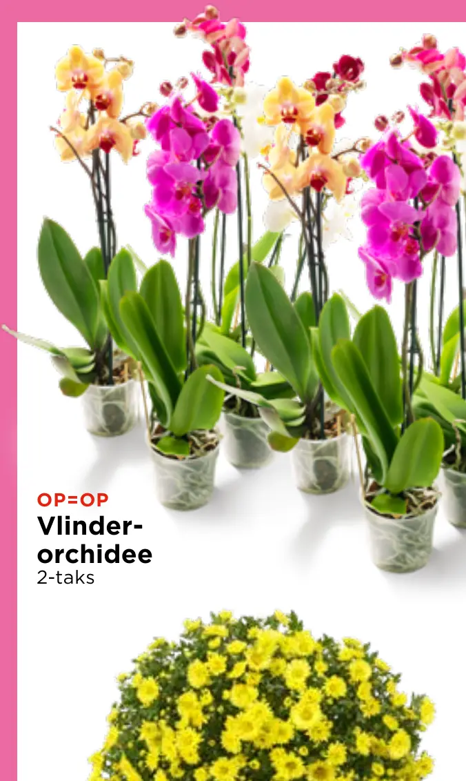vlinderorchidee 2-taks
