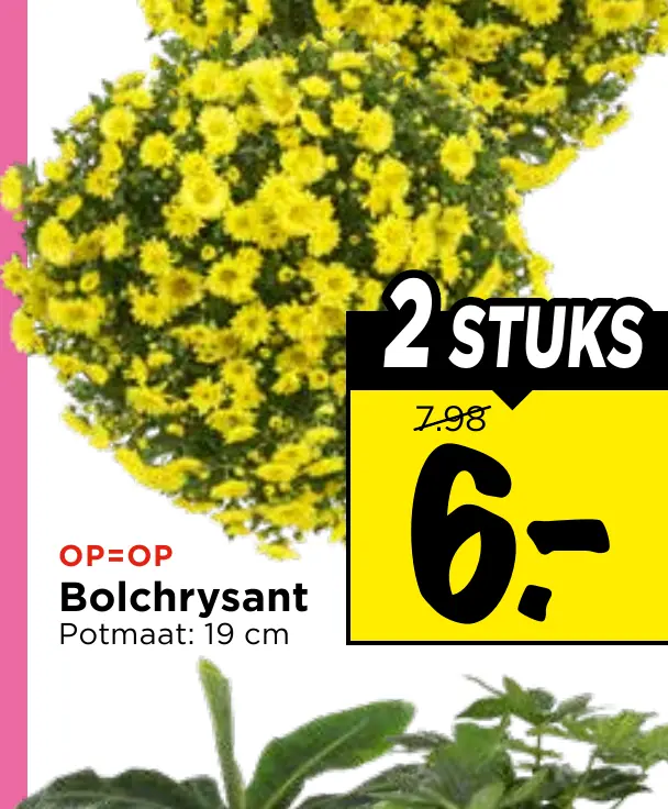 bolchrysant
