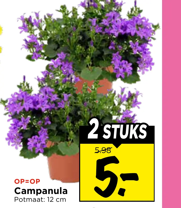 campanula