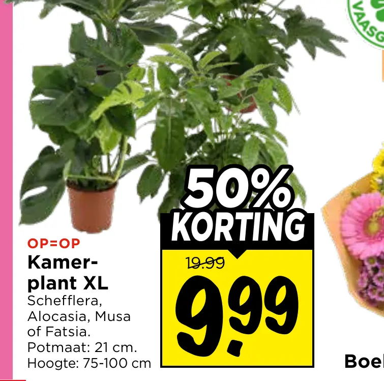 kamerplant xl