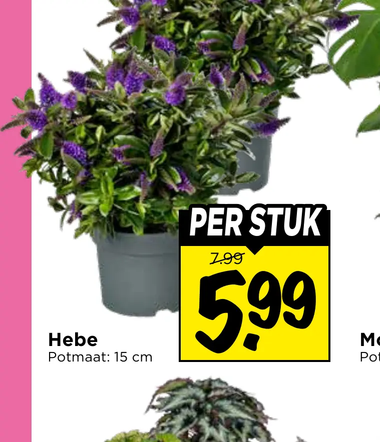 hebe