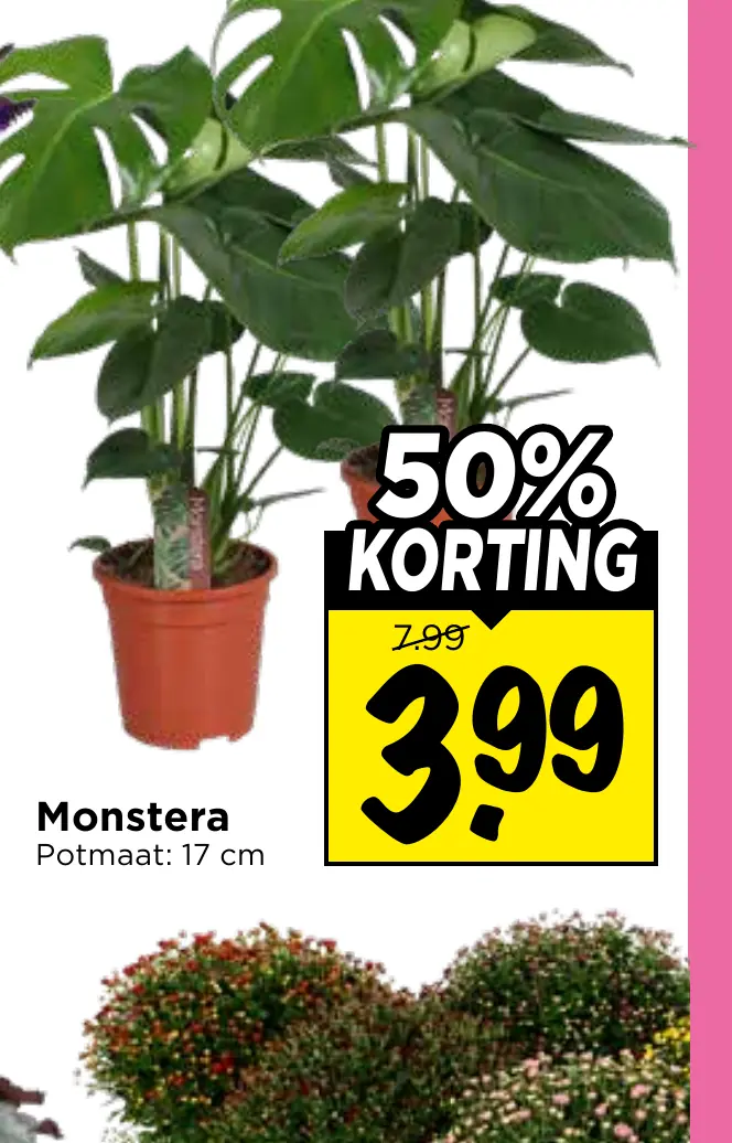 monstera