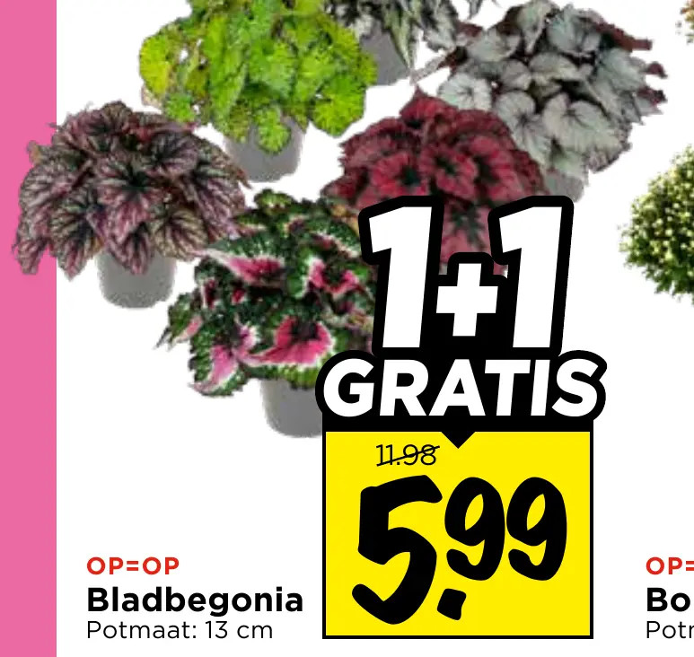 bladbegonia