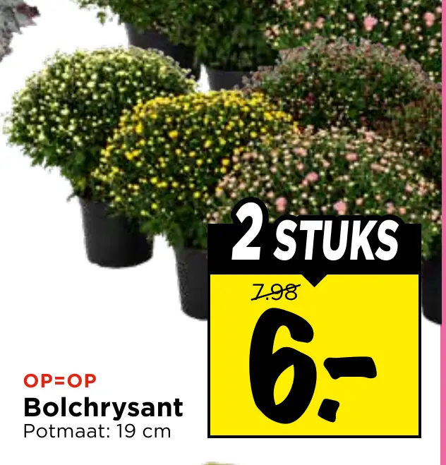 bolchrysant