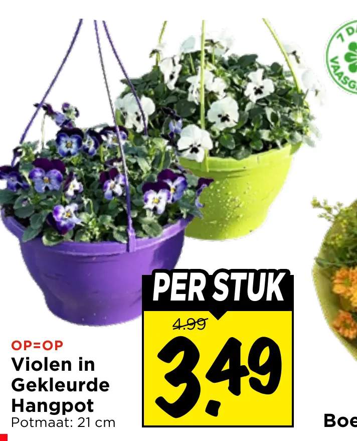 violen in gekleurde hangpot