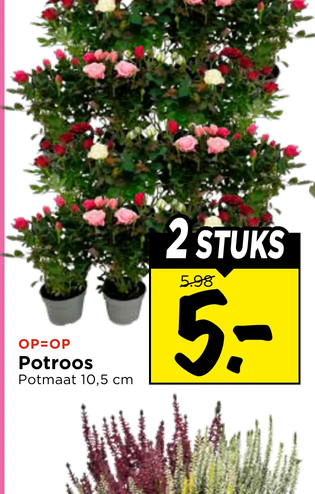 potroos