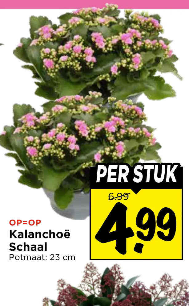 kalanchoë schaal