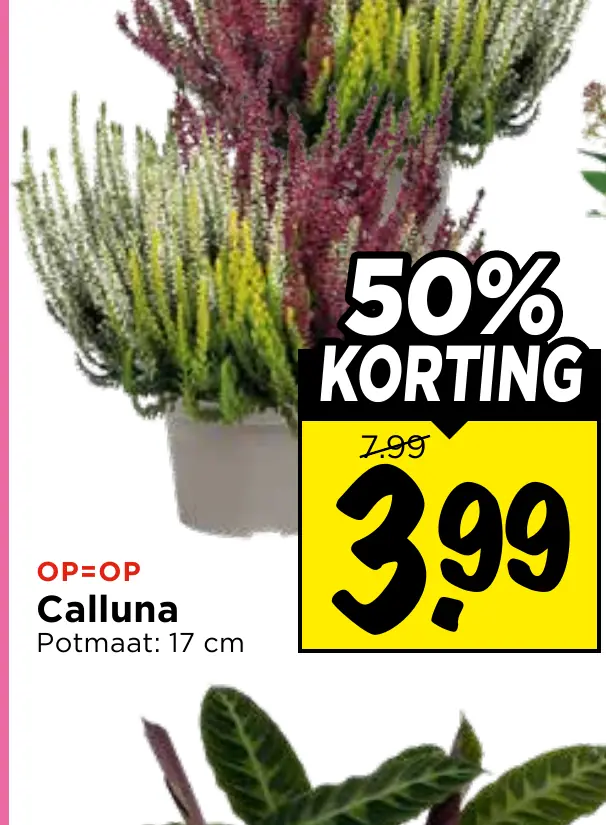 calluna