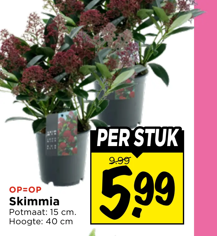 skimmia