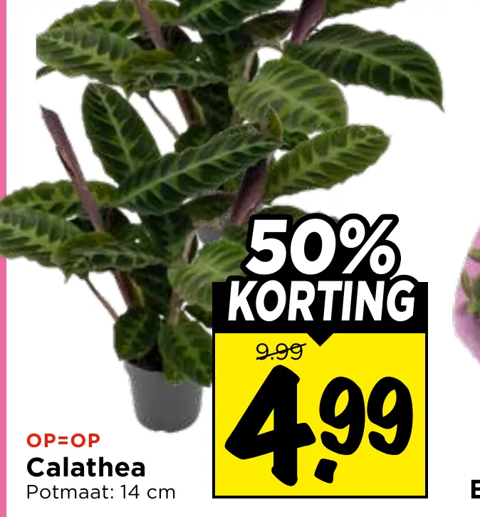 calathea