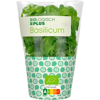 Huismerk Basilicum pot