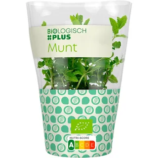 Huismerk Munt pot